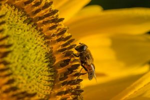 pollen